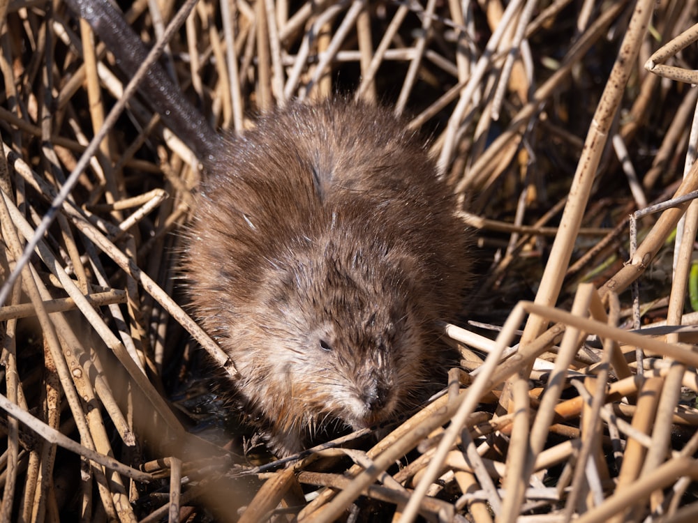 brown rodent on brown dried grass during daytime