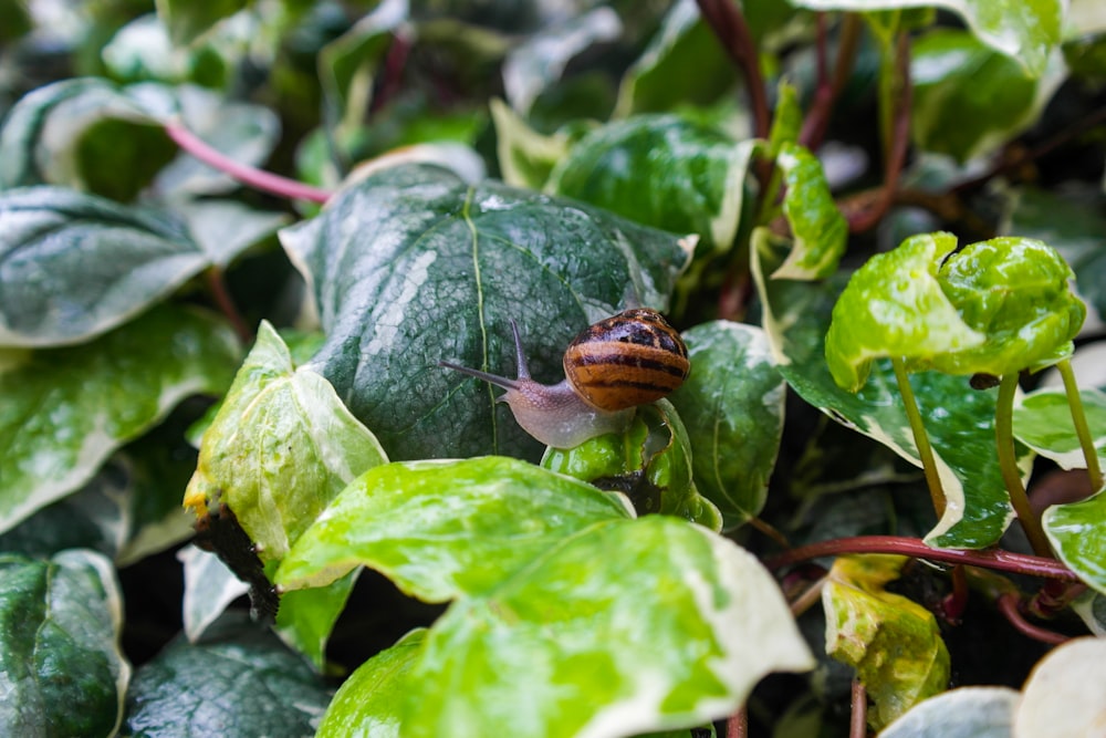 brown snail on green leaf