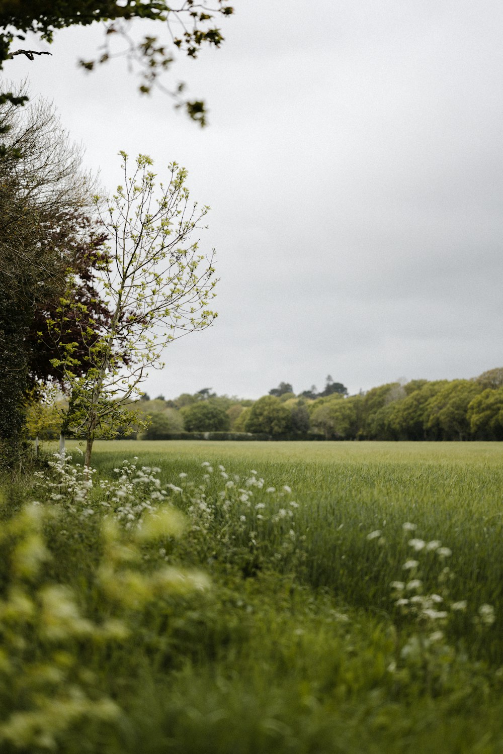 green grass field with green trees under white sky during daytime