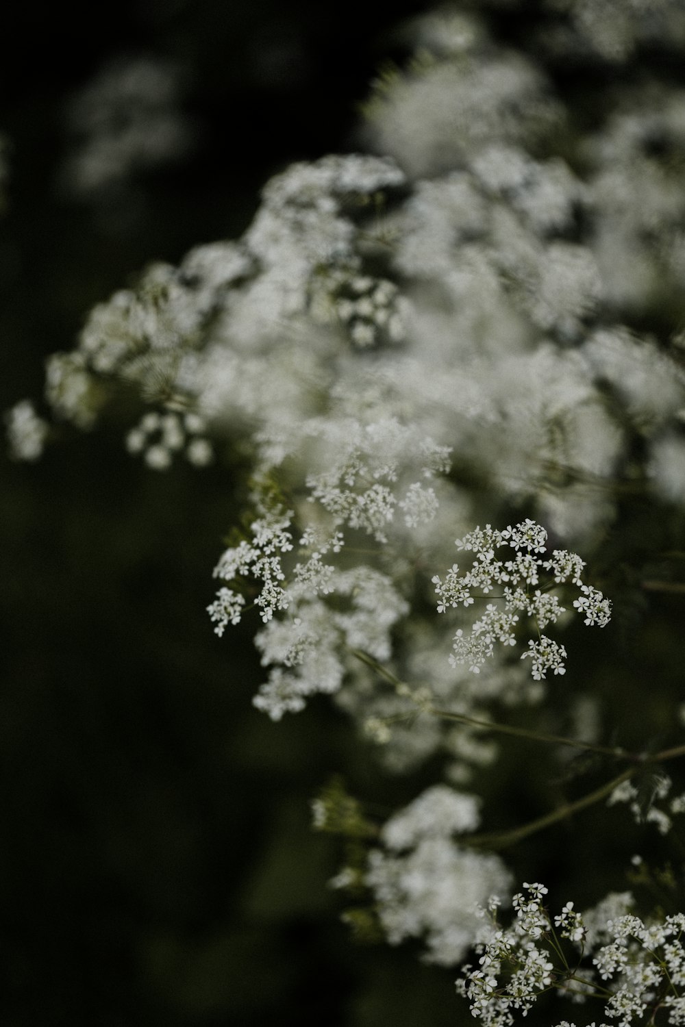 white flower in tilt shift lens