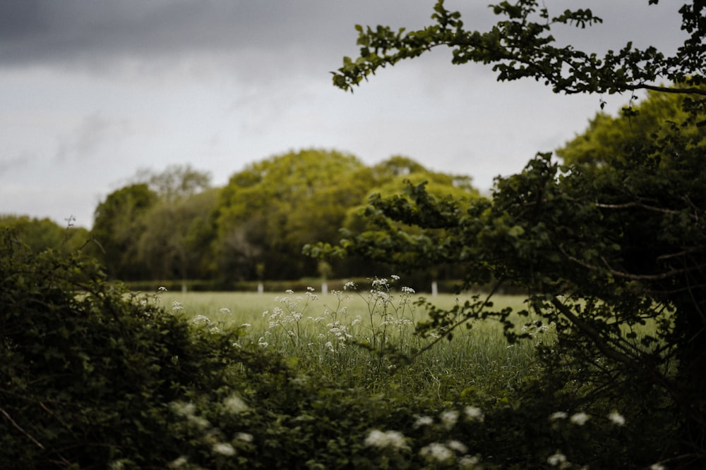 green trees near lake under white clouds during daytime