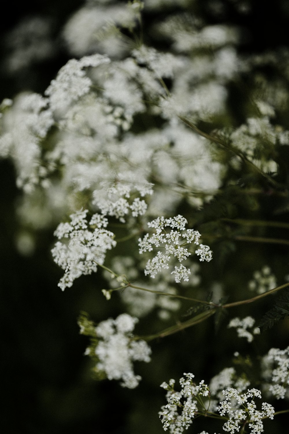 white flowers in tilt shift lens