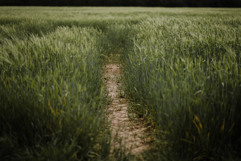 green grass field during daytime