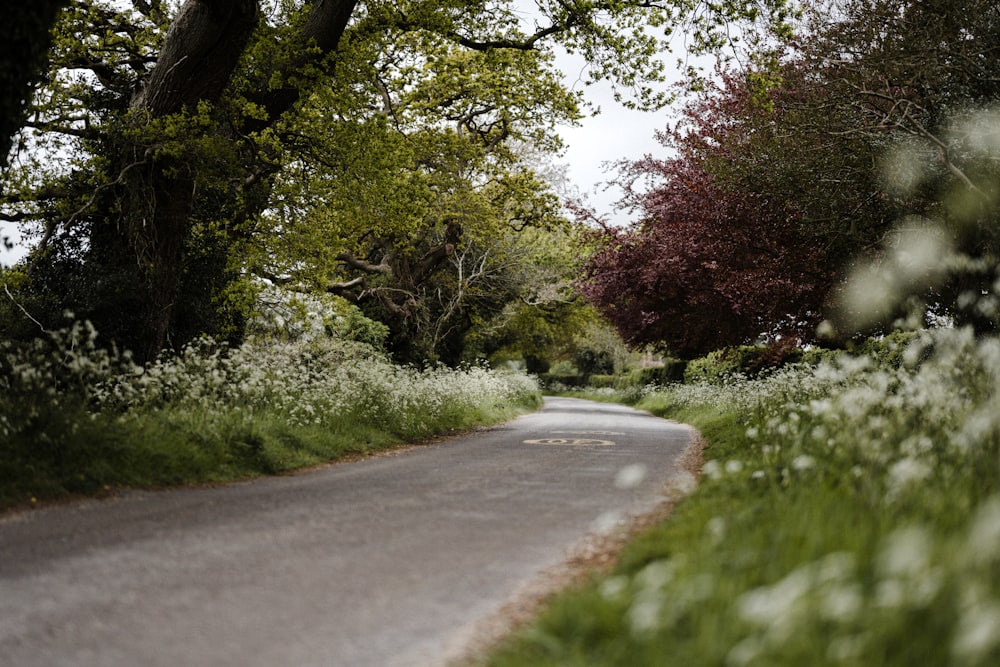 gray concrete road between green grass and trees during daytime