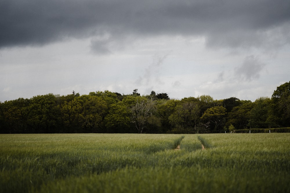 Grünes Grasfeld und grüne Bäume unter grauen Wolken