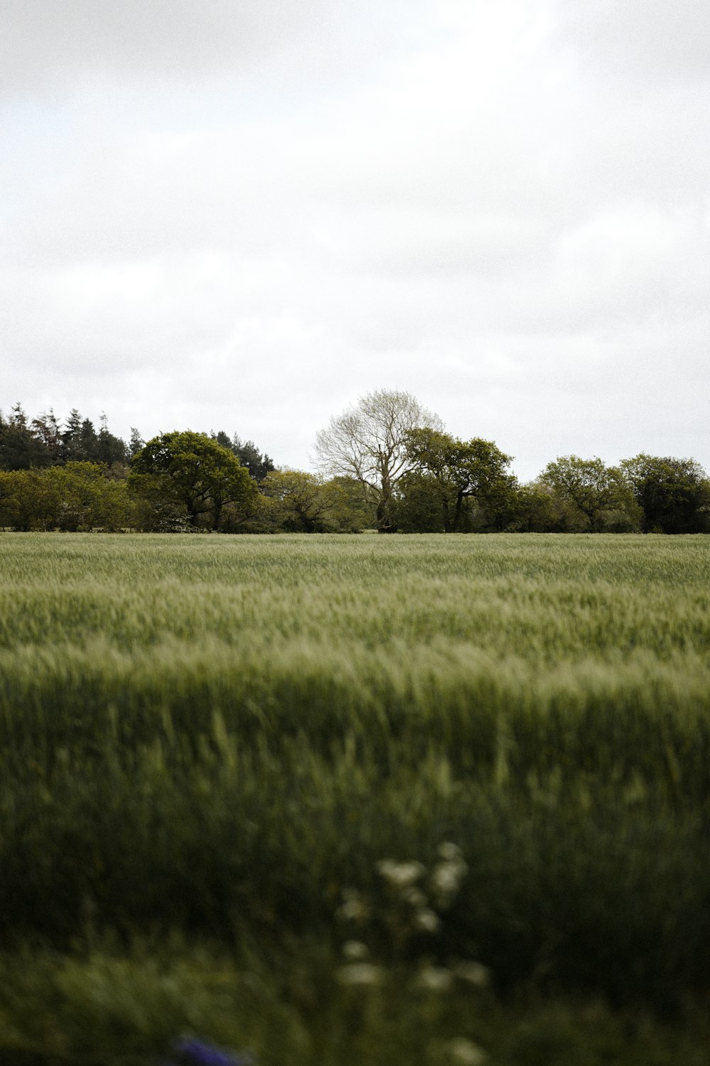 green grass field with trees under white sky during daytime