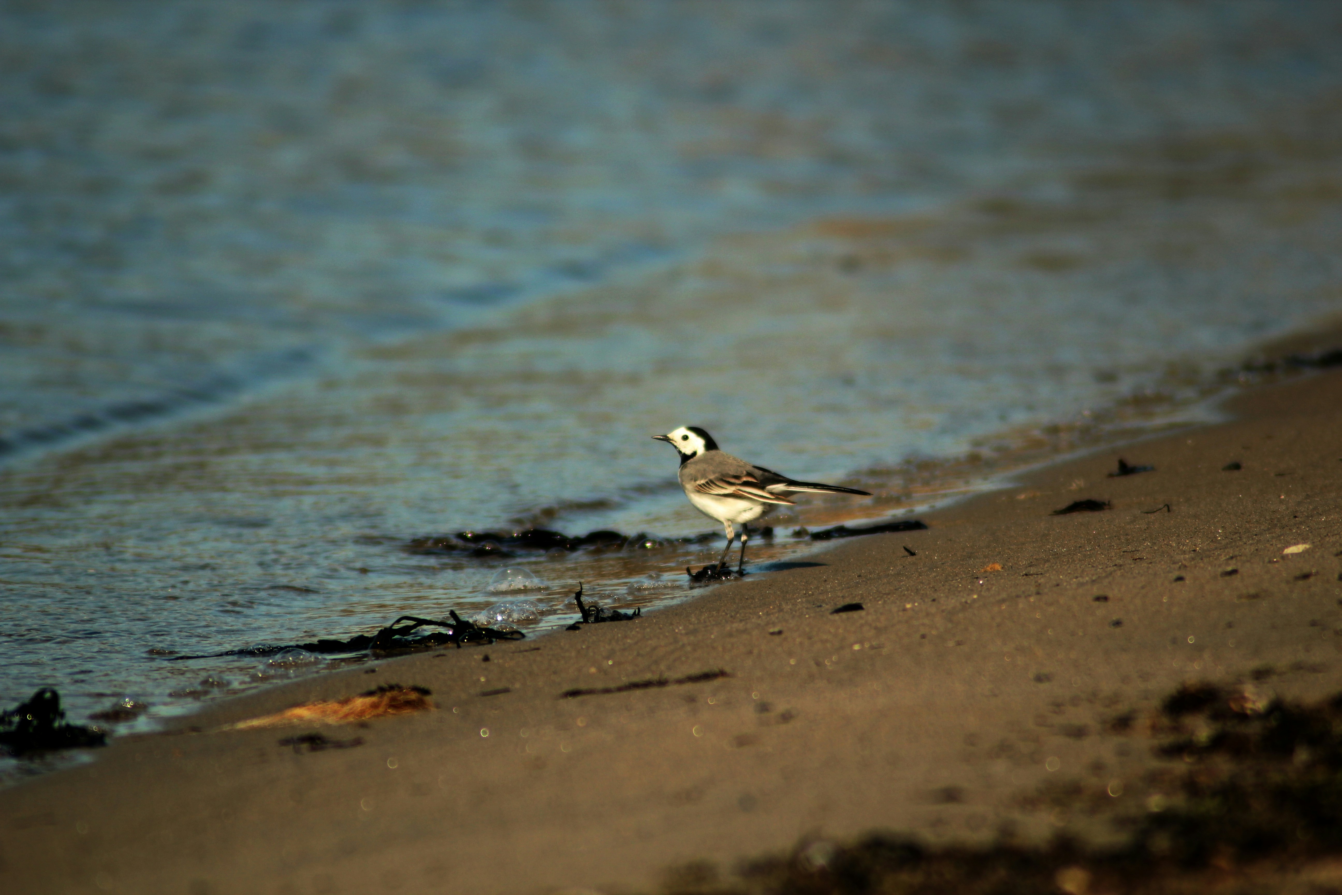 Photo by powerofthefalconer