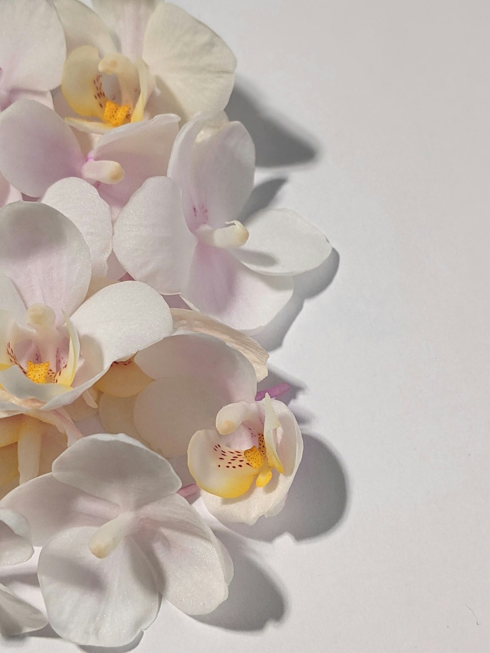 white and pink moth orchids in bloom
