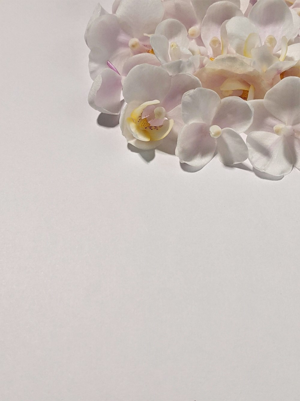 白いテーブルに白い花