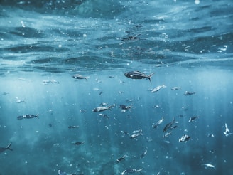 A vibrant school of ornamental fish swimming gracefully in clear water.