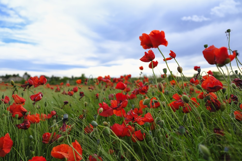 red flowers on green grass field under blue sky during daytime