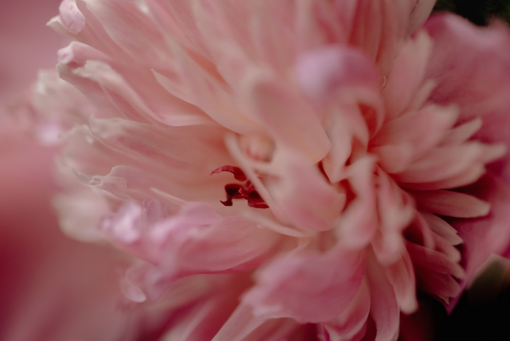 black ant on pink flower