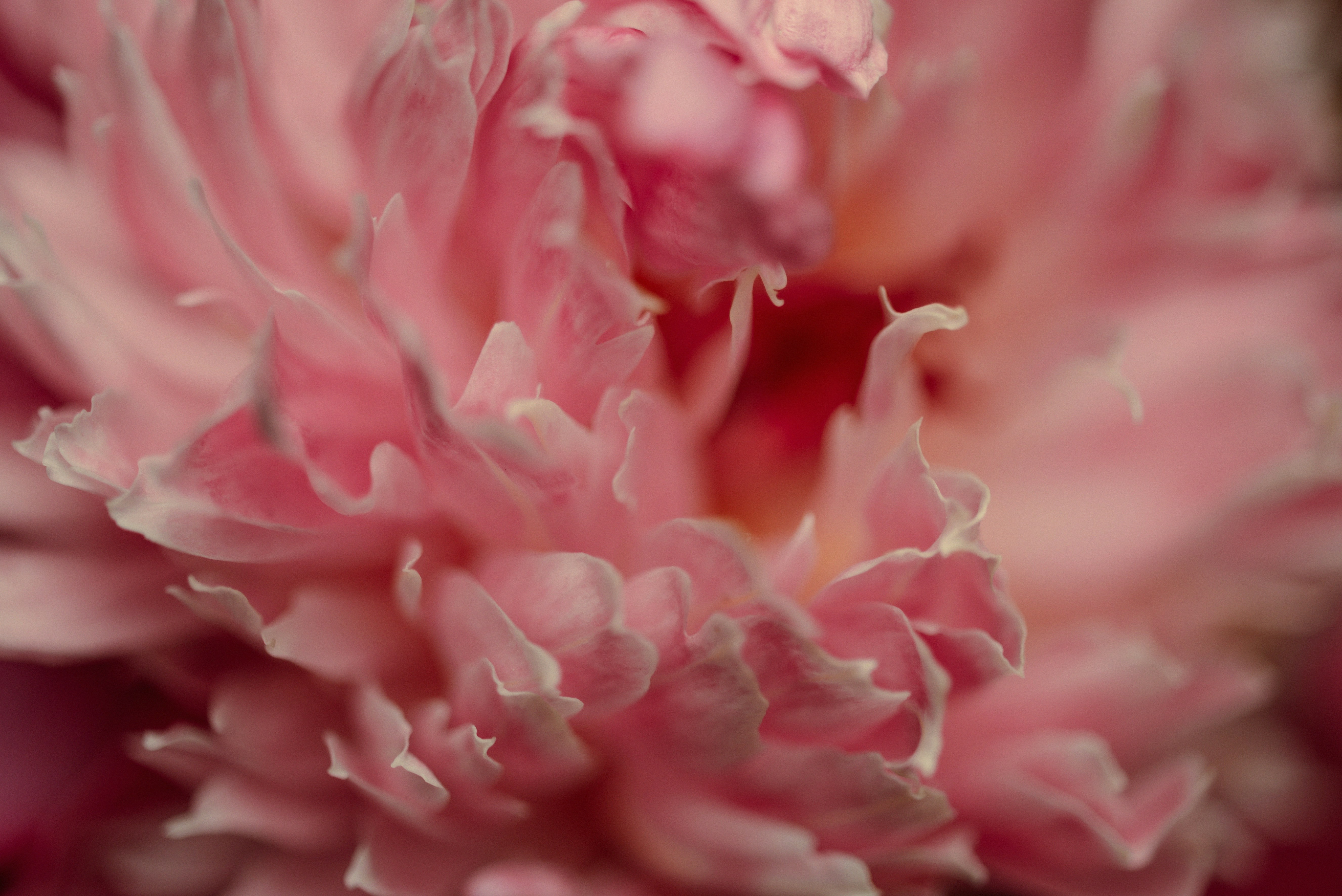 Photo by lauraadaiphoto