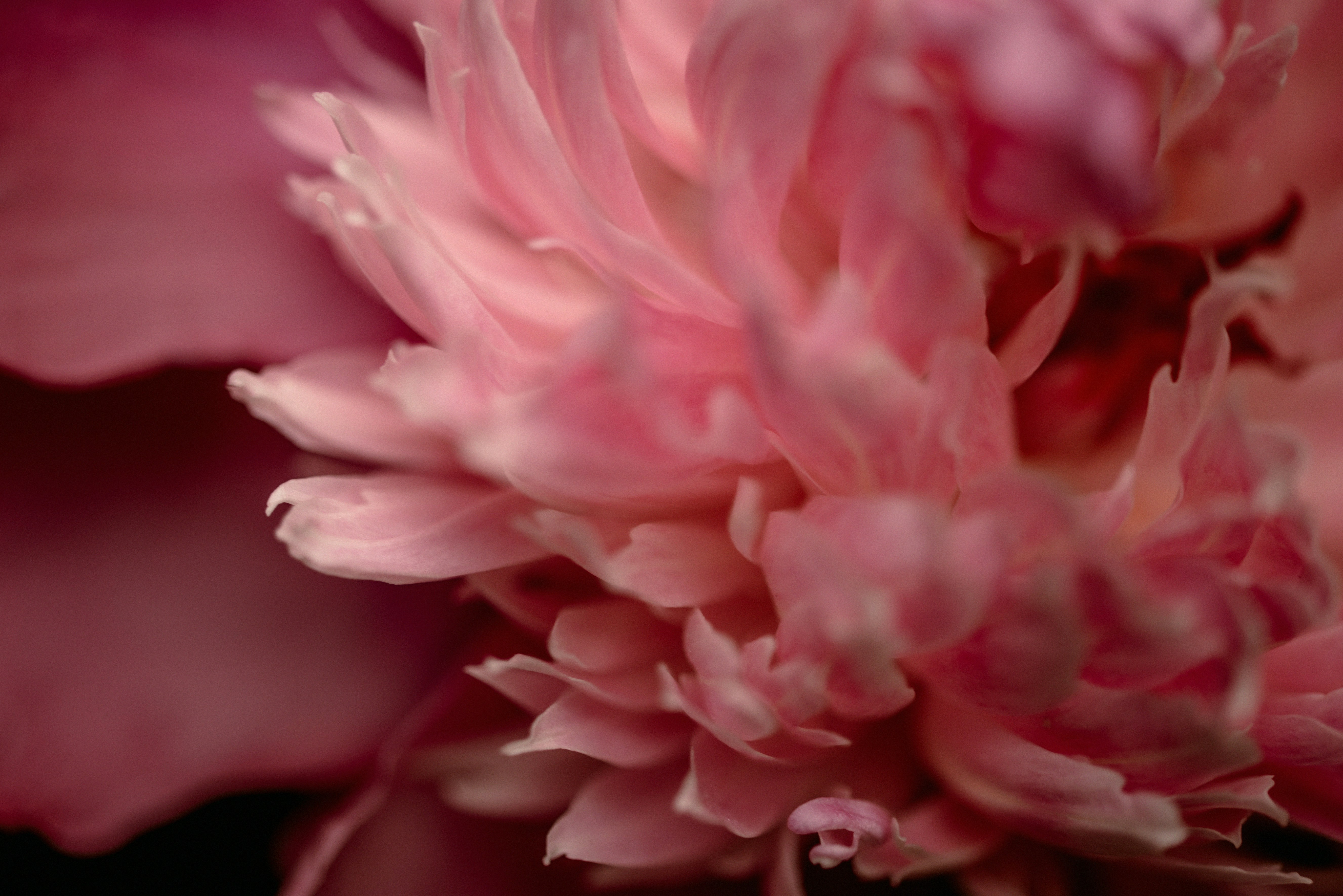 Photo by lauraadaiphoto