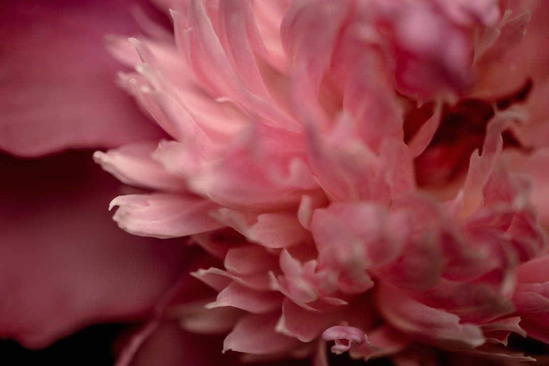pink and white flower in close up photography