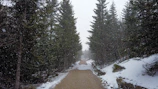 A winter scene showing a clean, shoveled walkway bordered by evergreen trees dusted with snow.
