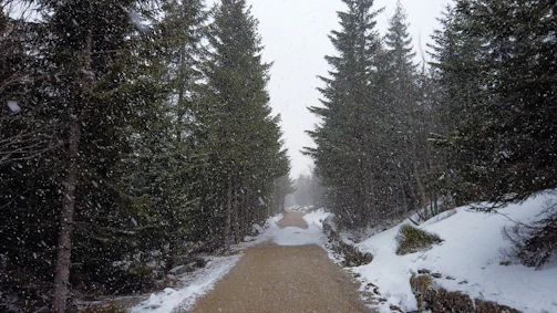 A winter scene showing a clean, shoveled walkway bordered by evergreen trees dusted with snow.