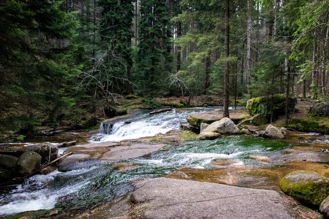 green trees beside river during daytime