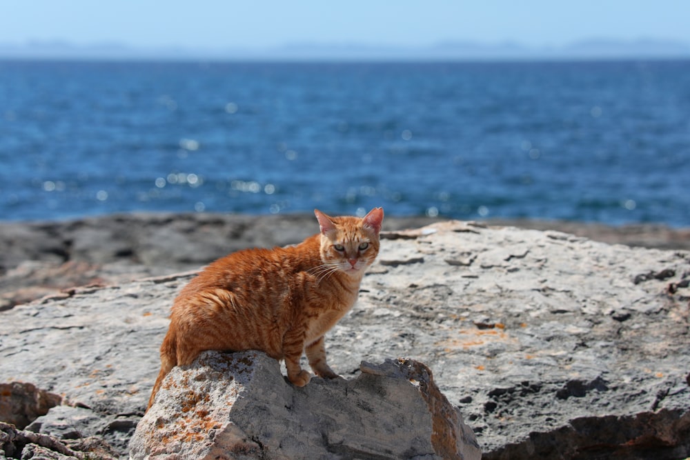 orange tabby cat on gray rock near body of water during daytime