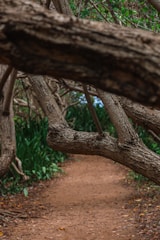 A narrow dirt path winds through a forest, partially obstructed by large, overhanging tree branches. The branches are thick and rugged, creating a natural archway above the trail. Dense foliage and greenery surround the path, adding to the secluded and tranquil atmosphere.