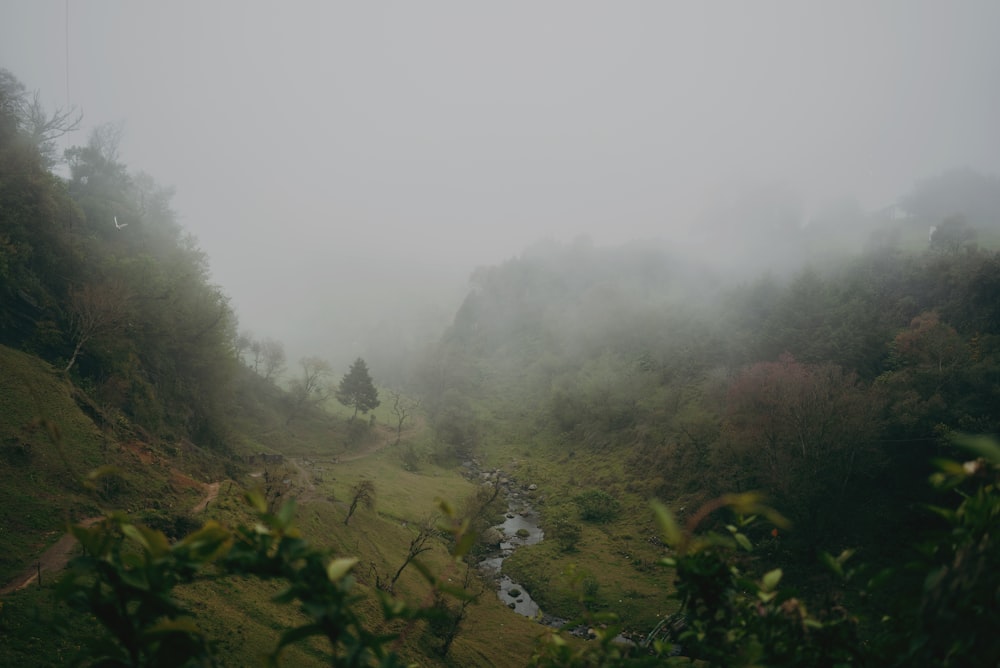 霧に覆われた緑の木々と山々