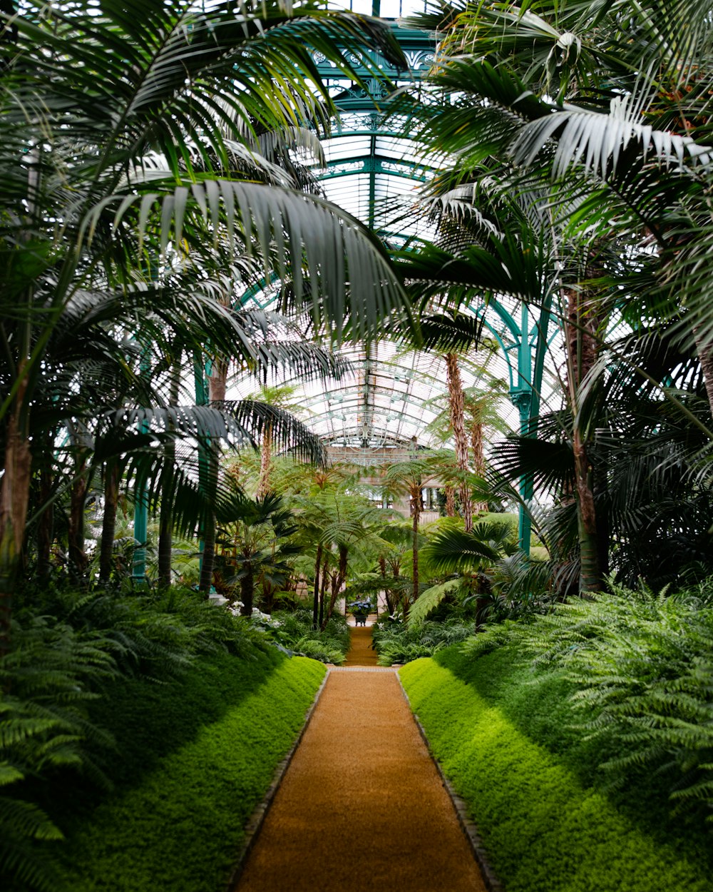 green palm trees inside greenhouse