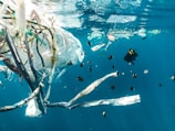 Plastic Elimination