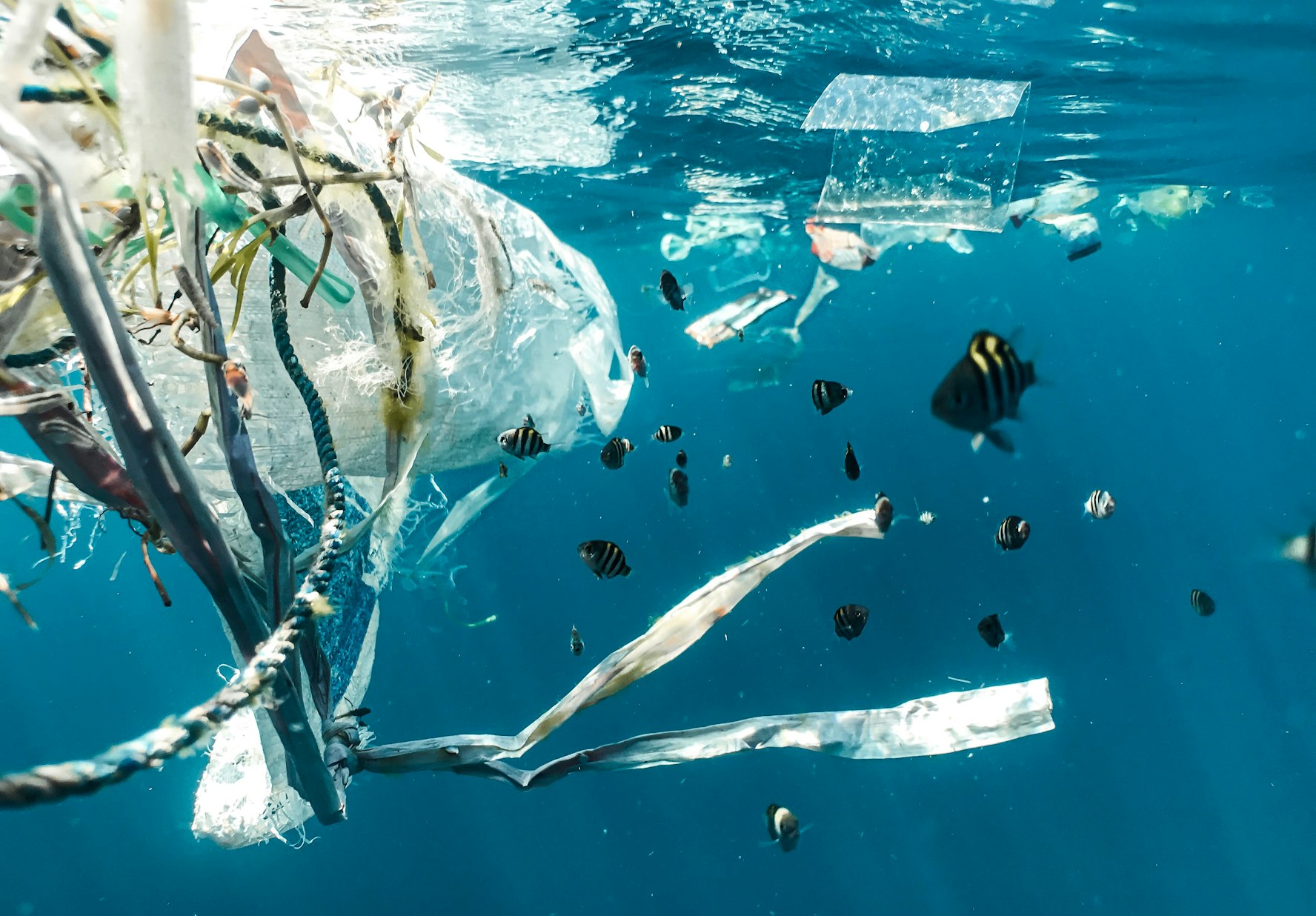 Cover photo for Plastic Ocean Innovators