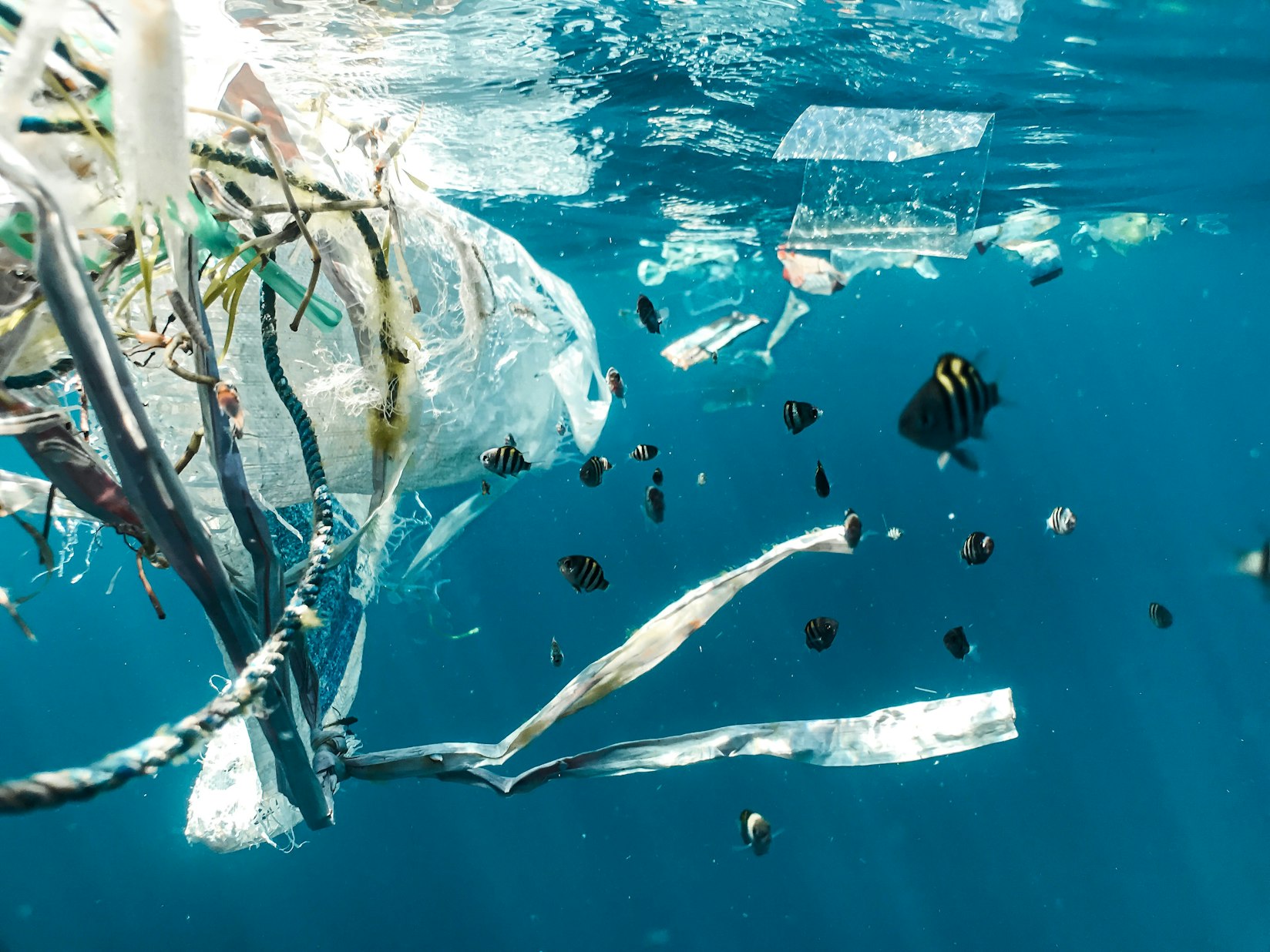 Cover photo for Plastic Ocean Innovators