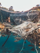 An underwater scene with various fish swimming near a plastic bag and other debris, set against a clear blue water background. The upper section of the image captures a reflection of the surface environment.
