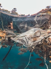 An underwater scene with various fish swimming near a plastic bag and other debris, set against a clear blue water background. The upper section of the image captures a reflection of the surface environment.