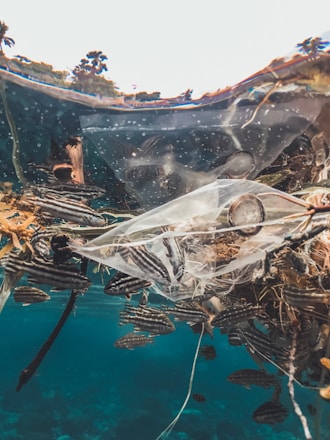An underwater scene with various fish swimming near a plastic bag and other debris, set against a clear blue water background. The upper section of the image captures a reflection of the surface environment.