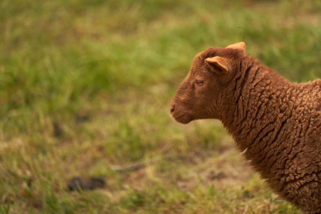 brown animal on green grass during daytime
