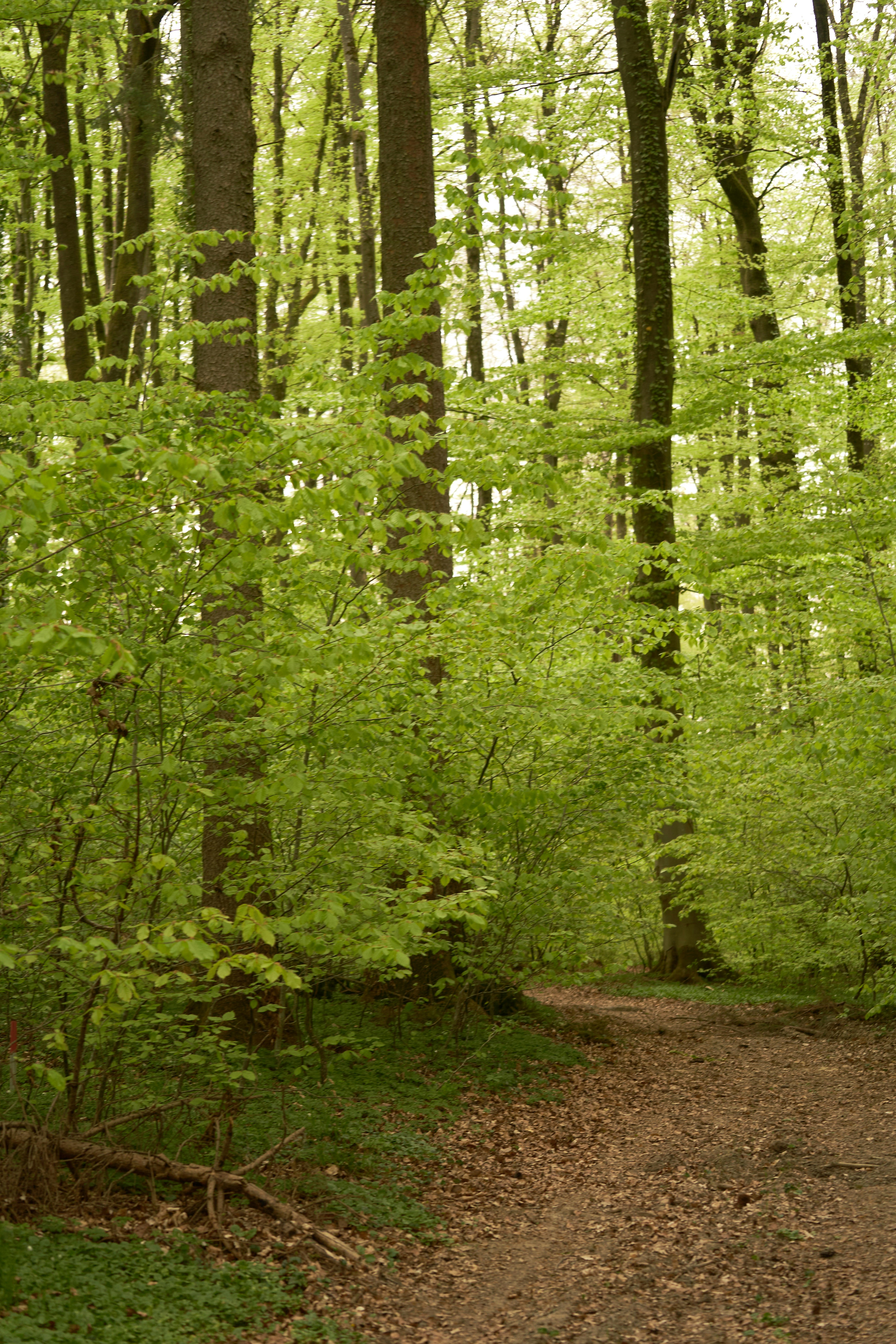 Photo by wolfgang_hasselmann