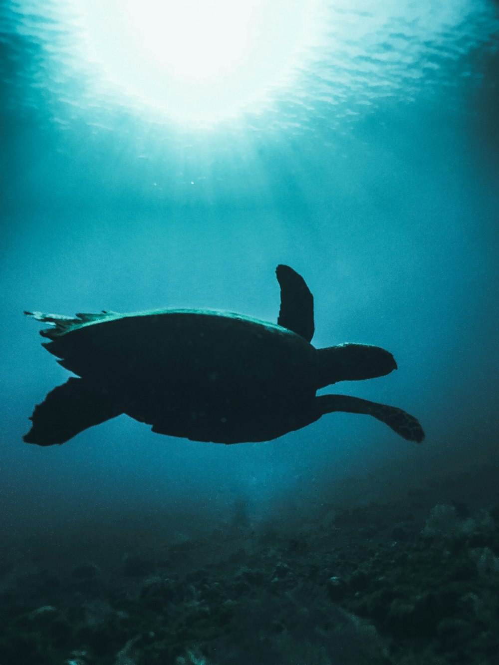 brown turtle in water during daytime