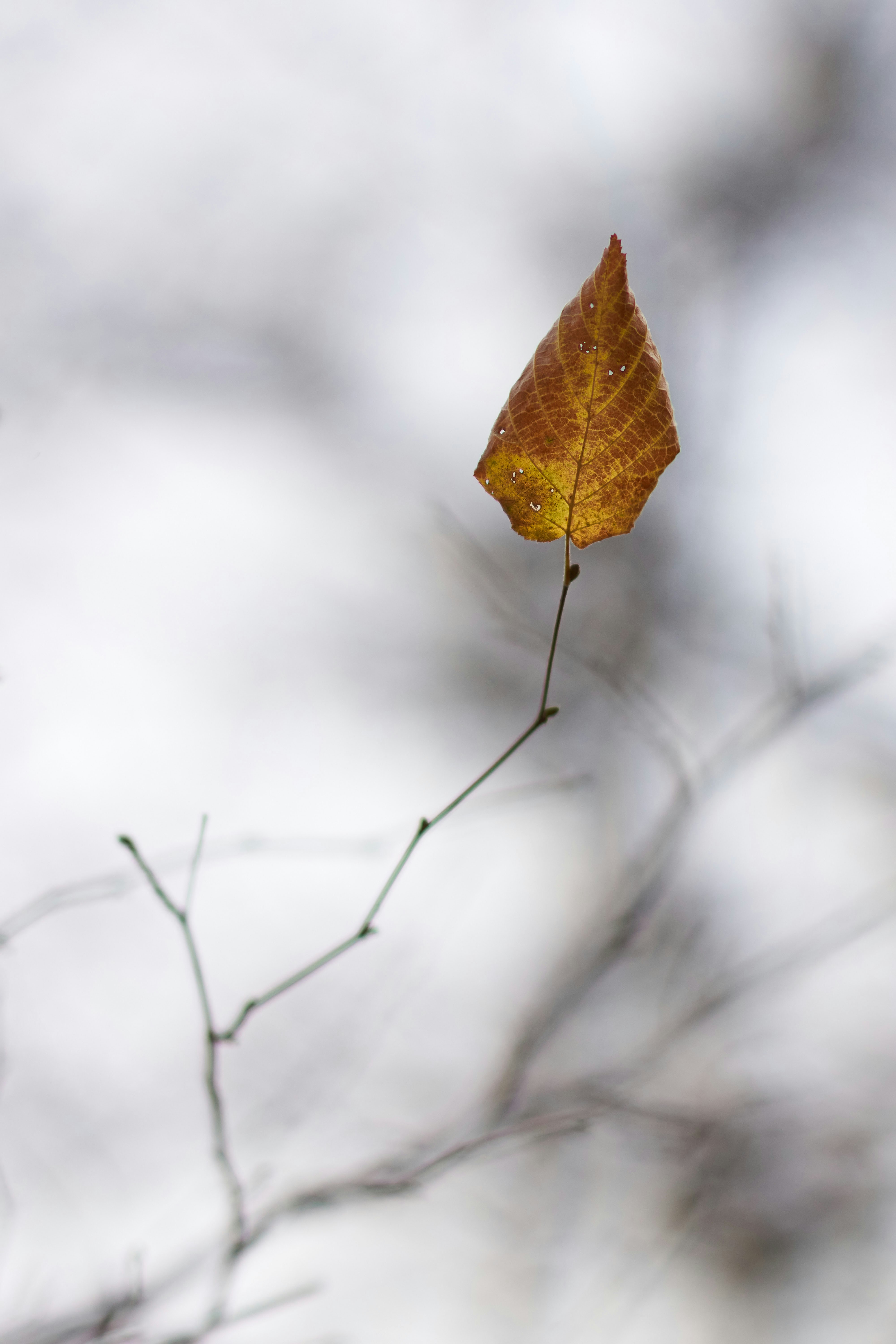 Photo by wolfgang_hasselmann