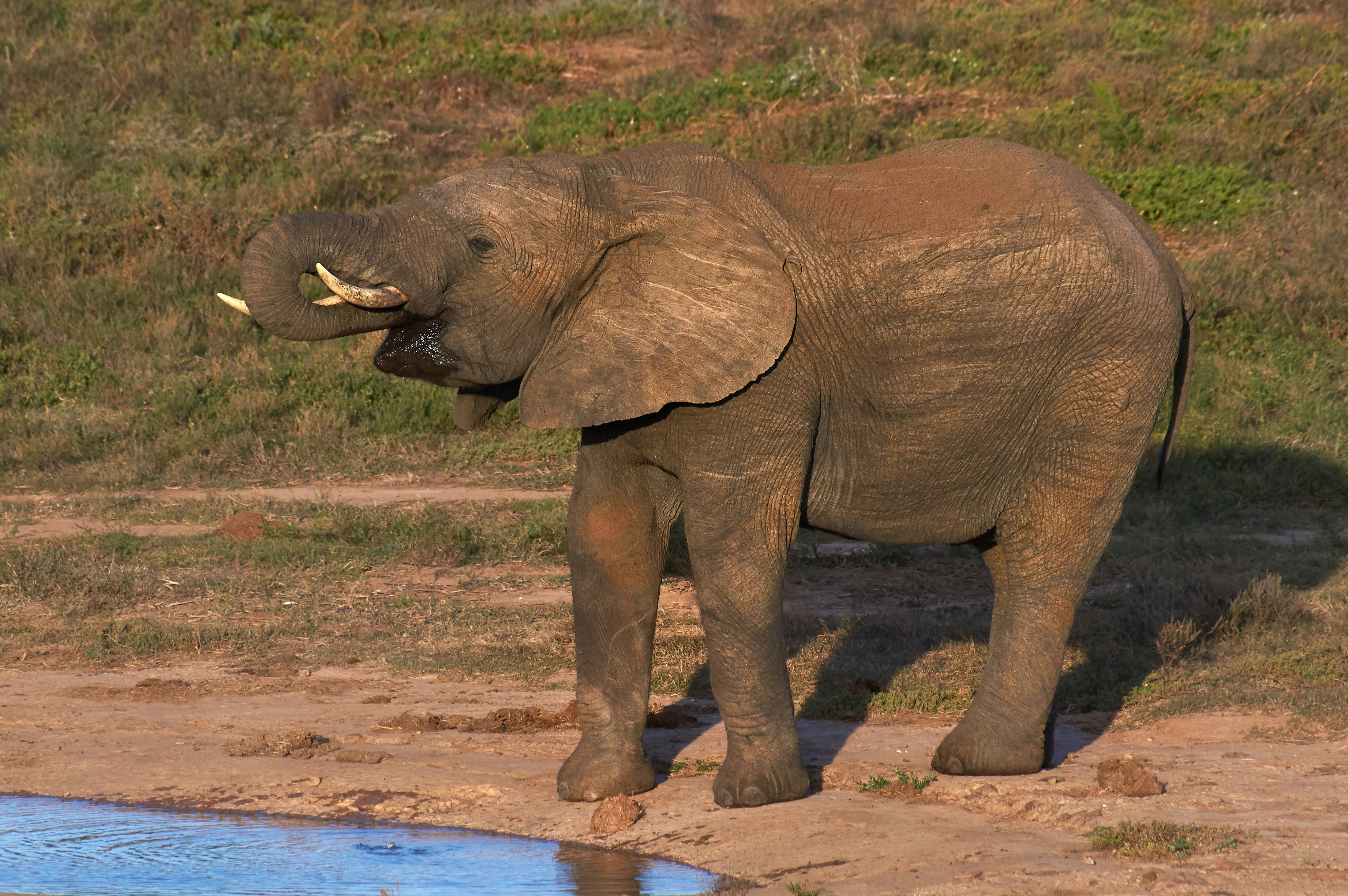 elephant walking on brown sand during daytime
