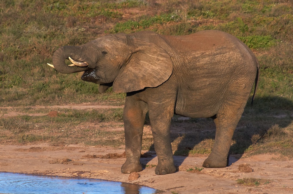 elefante che cammina sulla sabbia marrone durante il giorno