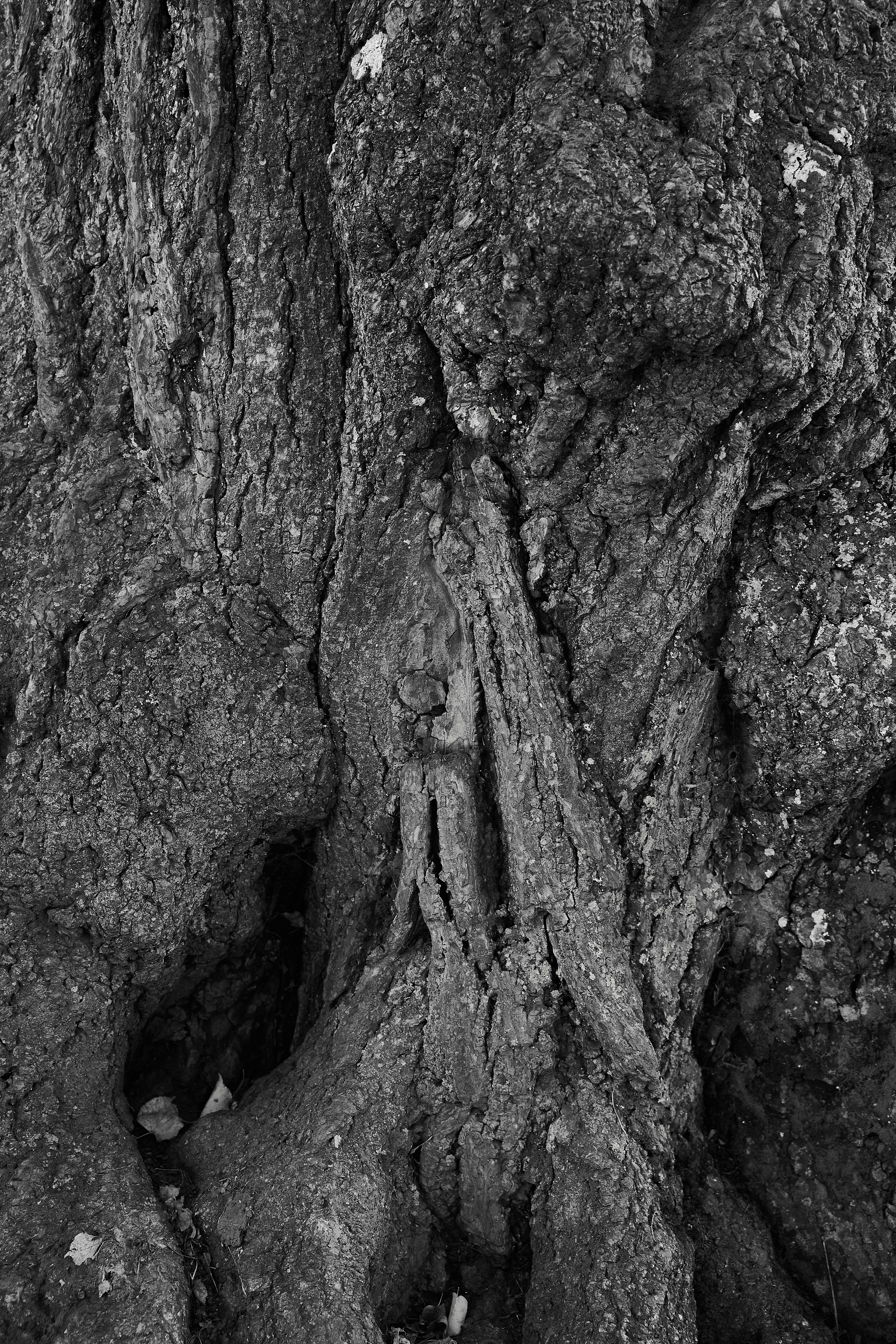 Photo by wolfgang_hasselmann