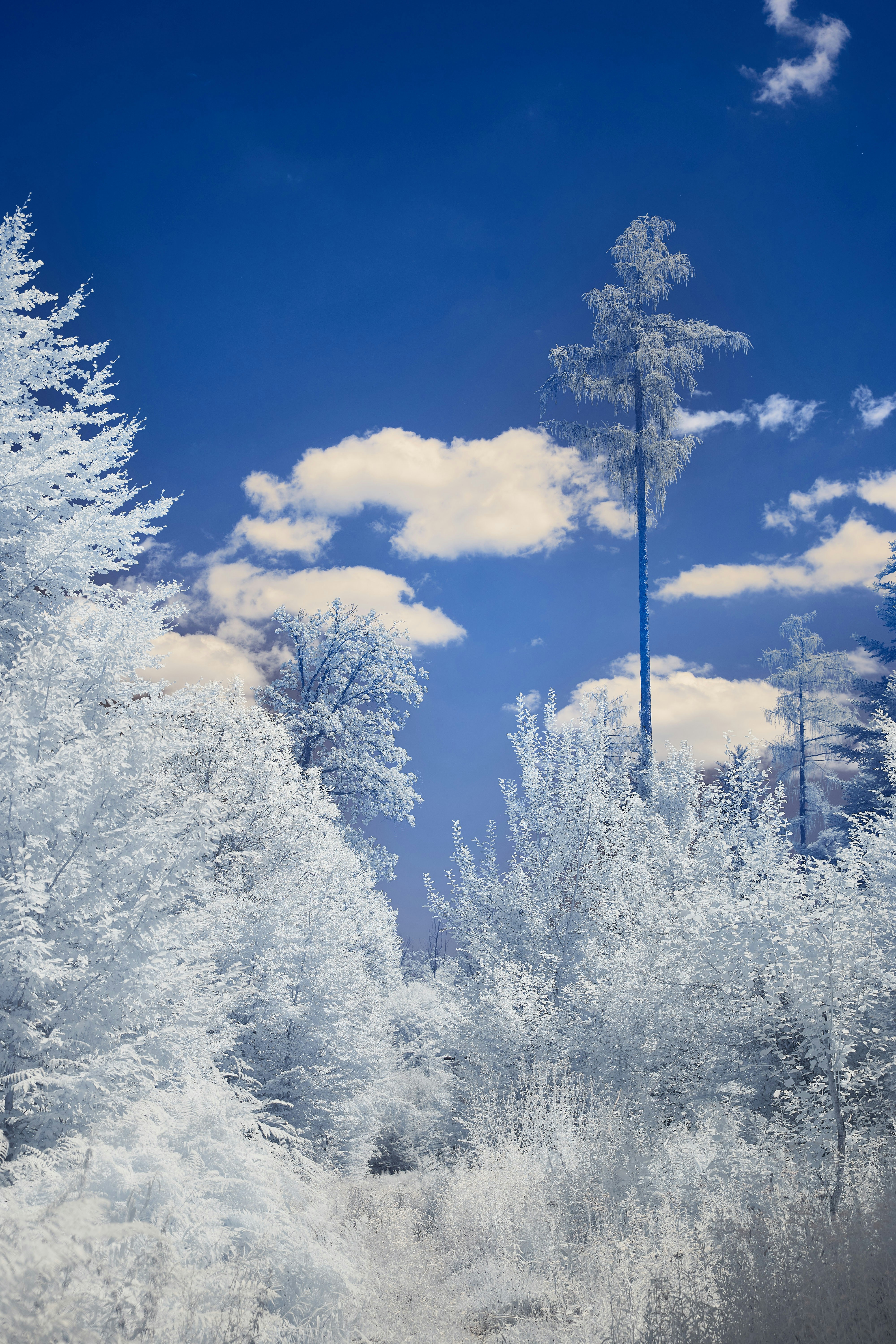 Photo by wolfgang_hasselmann