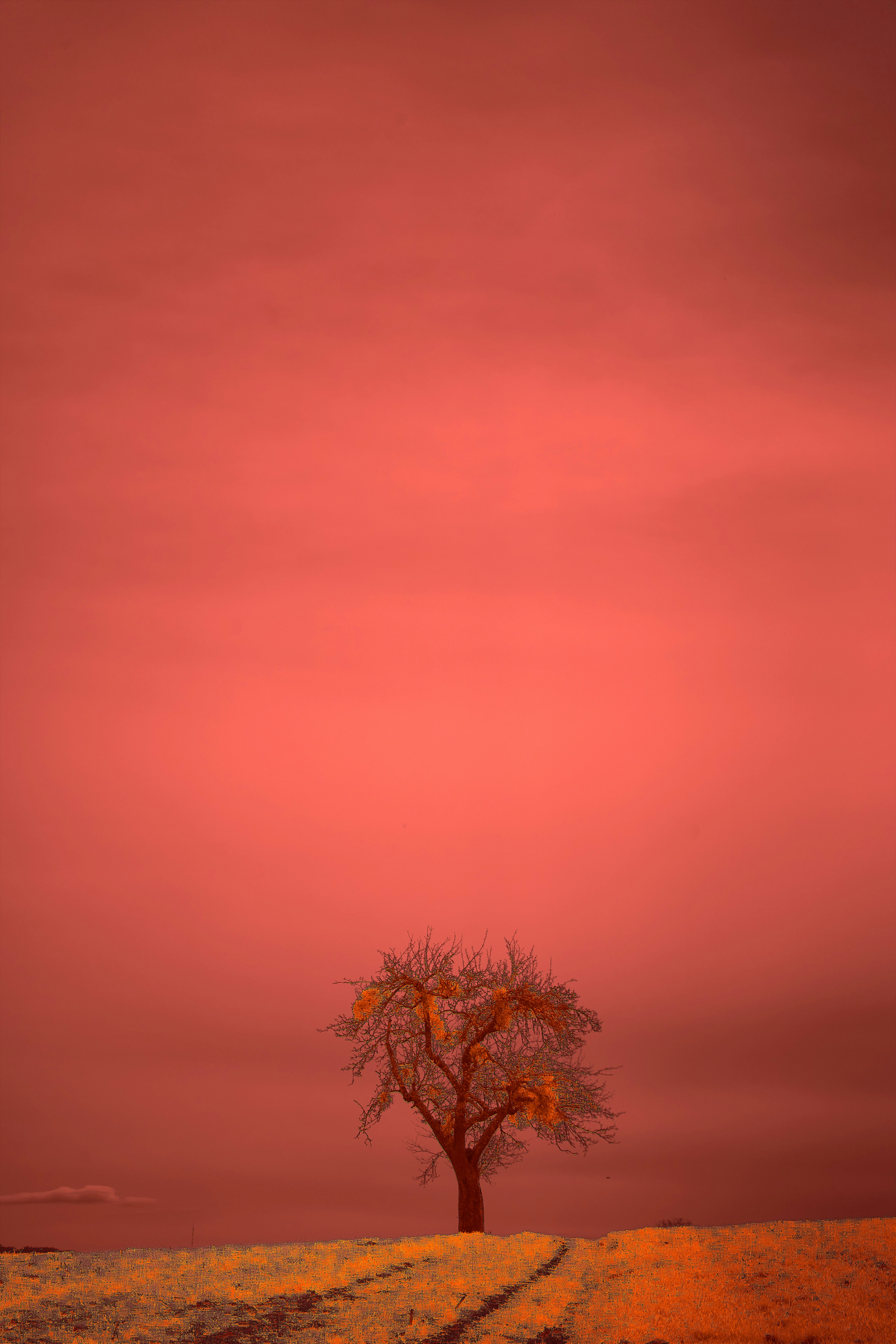 Photo by wolfgang_hasselmann