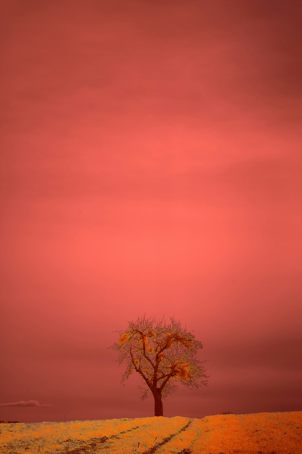 green tree under orange sky