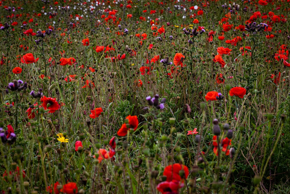 red and yellow flower field during daytime