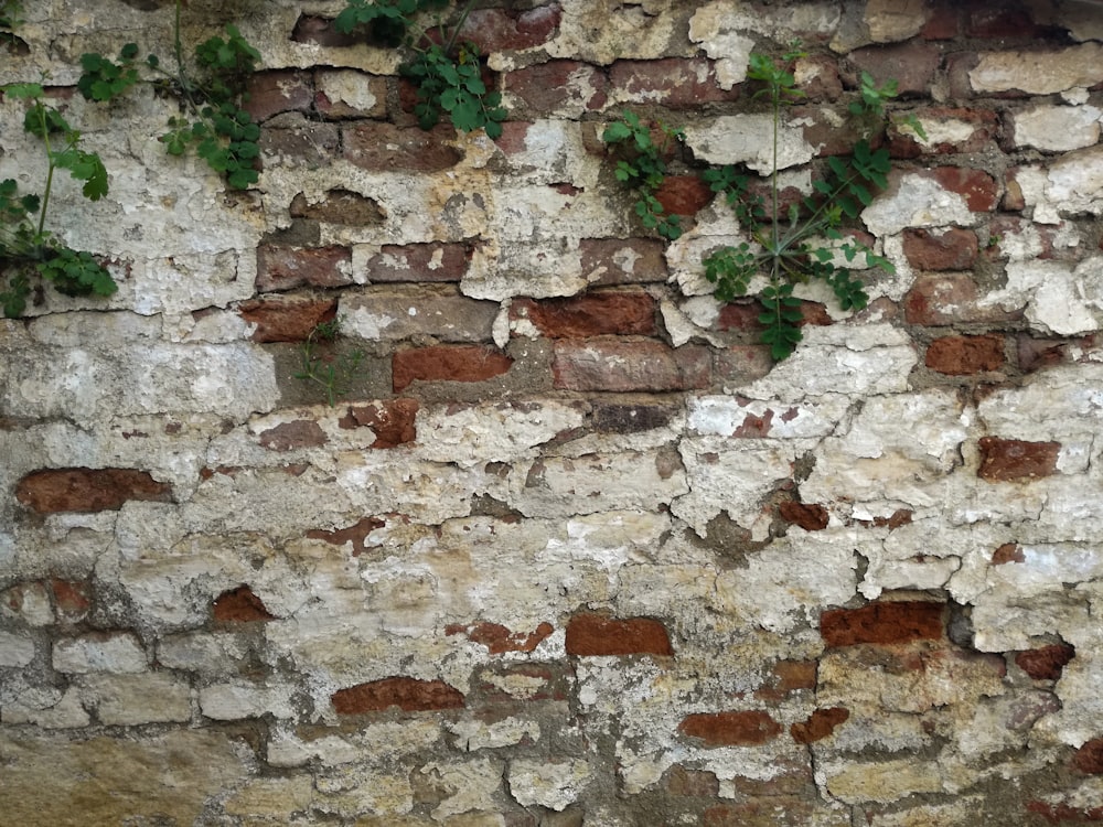 green plant on brown brick wall