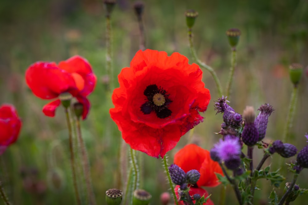 red flower in tilt shift lens