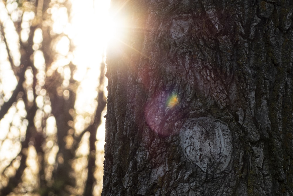 brown tree trunk during daytime