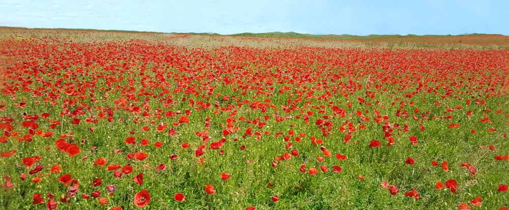 red flower field during daytime