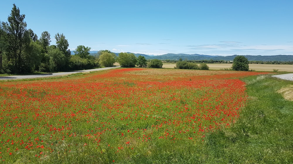 green grass field near road during daytime