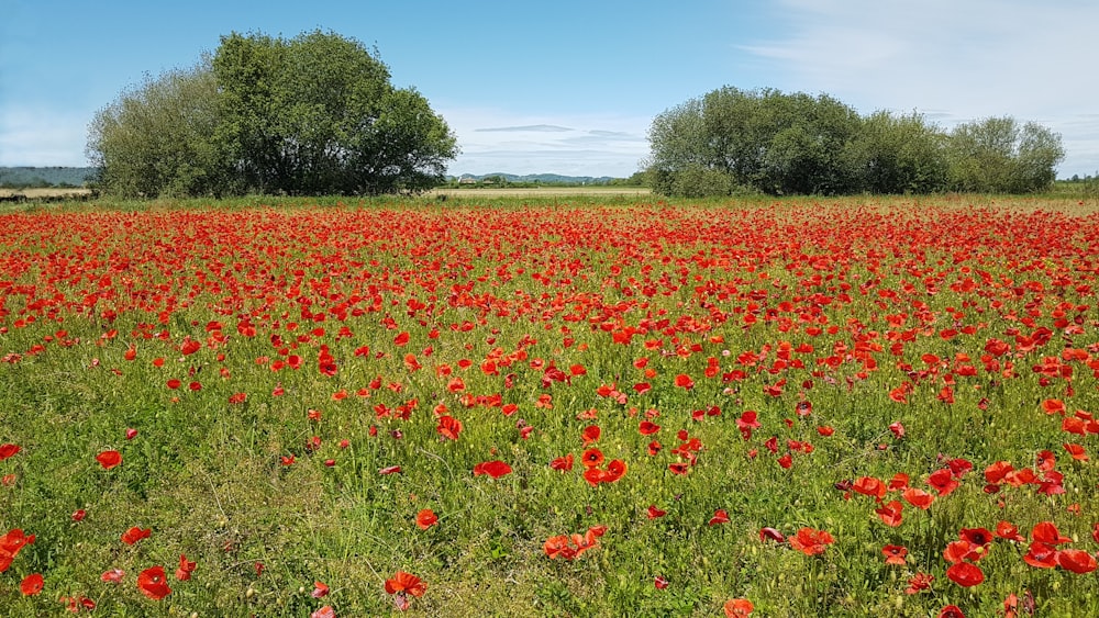 red flower field during daytime