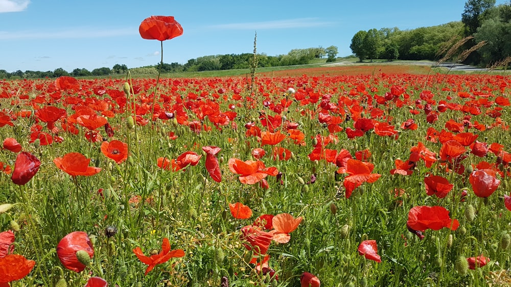 red flower field during daytime